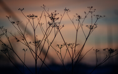 Image of brown grass flower field with bokeh and sunset light background. grass 
silhouette image.

