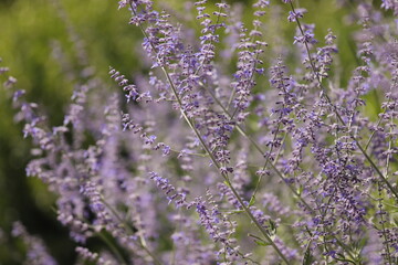 fleurs mauves