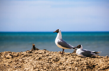birds in the cliff