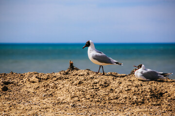 birds in the cliff