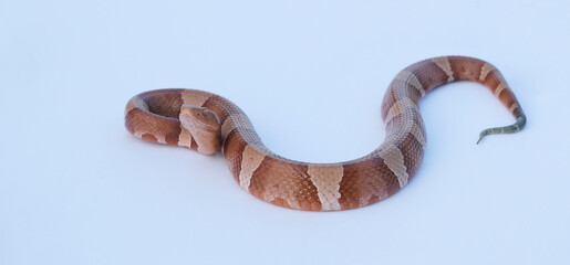 Obraz premium Venomous Copperhead snake isolated on white background.