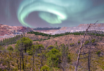 Dramatic forest