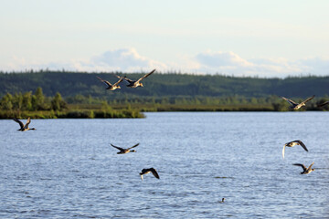 Anas acuta. A flock of Northern Pintail in the evening in the Arctic zone of Russia
