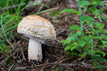 Edible mushroom Amanita rubescens in spruce forest. Known as blusher. Wild mushroom growing in the needles.