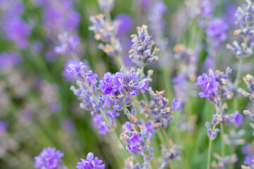 bushes of flowering lavender with a blur. close-up. as a background