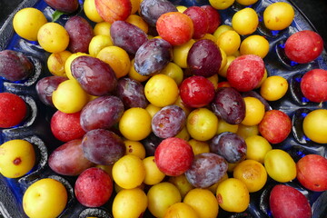 
Ripe Prunus cerasifera fruits, a species of cherry
plum and myrobalan plum. Colorful mixed summer fruits of this species yellow red, here mixed with blue prune plum (Prunus domestica).