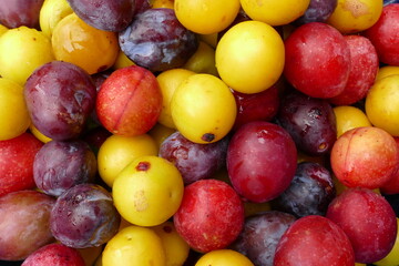 
Ripe Prunus cerasifera fruits, a species of cherry
plum and myrobalan plum. Colorful mixed summer fruits of this species yellow red, here mixed with blue prune plum (Prunus domestica).