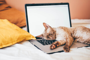 Adorable cat sleeping in laptop.