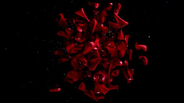 Super slow motion of flying rose petals on clear background. Splashing water drops. Filmed on high speed cinema camera, 1000 fps.