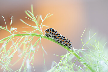 Papilio machaon Caterpillar,butterfly
