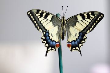 Papilio machaon butterfly