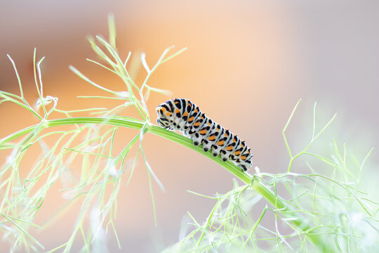 Papilio machaon Caterpillar,butterfly