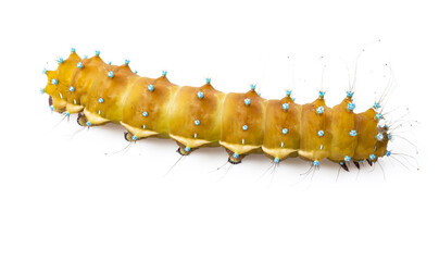 bright elegant yellow caterpillar on a white background.