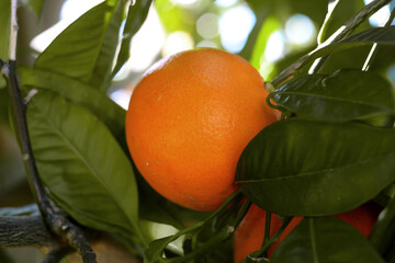 Orange in the orchard...Ripe orange on a tree.
