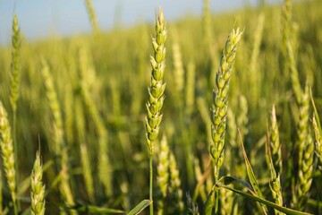 Fototapeta premium Wheat field closeup color version