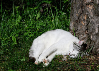 A white cat sleeps in the sun in a forest clearing