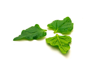 Three homegrown New Zealand spinach or Tetragonia tetragonioides leaves isolated on white