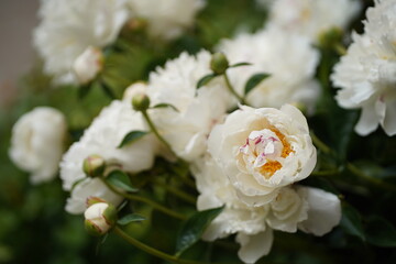 Close-up of white peonies on a background of green leaves blooming in the garden. High quality photo