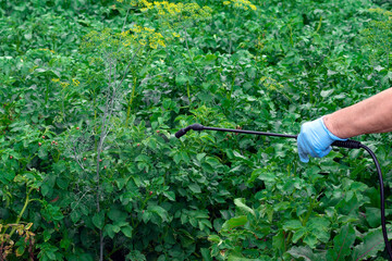 Elderly person's hand holds pulverizer spraying insecticide foliage potato. Control of pests of...