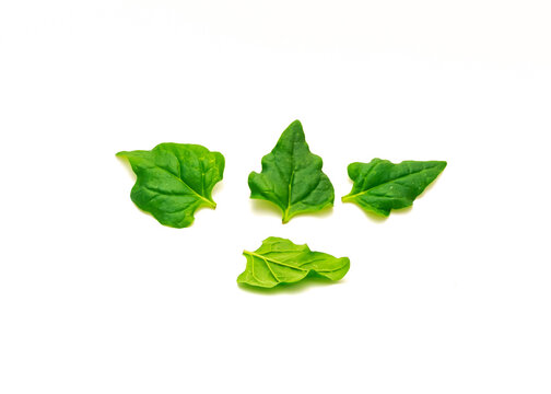 Pile of homegrown New Zealand spinach or Tetragonia tetragonioides leaves isolated on white