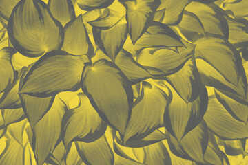 Background leaves of plantain hosta, color of the year 2021. Natural substrate, space for copying. High quality photo