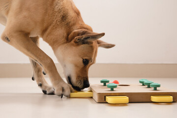 Smart dog is looking for delicious dried treats in intellectual game and eating them, close up....