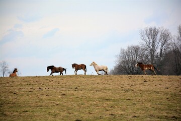 Plakat horses in the field