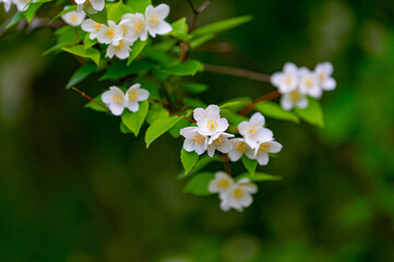 Jasmine flowers bloomed in spring