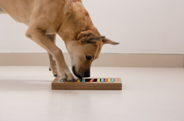 Smart dog is looking for delicious dried treats in intellectual game and eating them, close up....