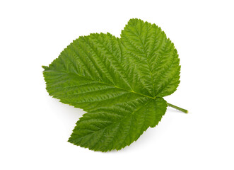Raspberry green leaves isolated on white background