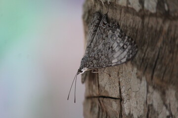 Acercamiento a una mariposa posando sobre el tronco de una palmera.