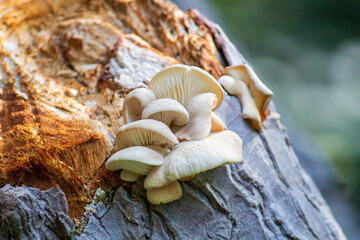 Hongos creciendo en la corteza de un tronco.