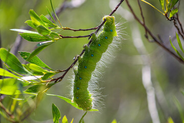 Insectos polinizando y comiendo vegetación.