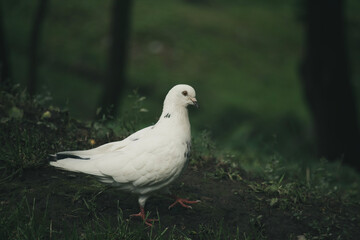 white dove on the ground
