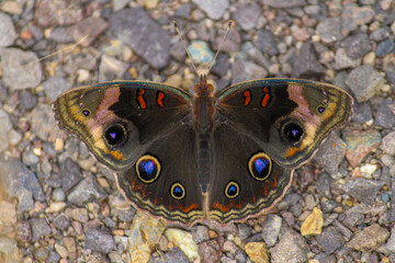 Insectos polinizando y comiendo vegetación.
