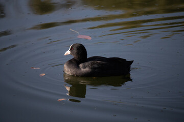 great crested grebe