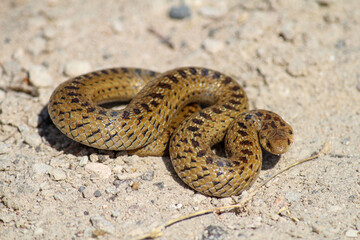 Serpiente en clima árido en el estado de Hidalgo, México.