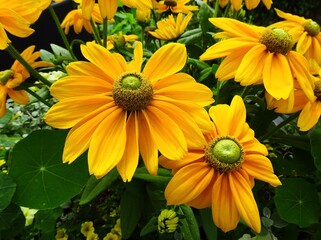Yellow Rudbeckia Prairie Sun in close up
