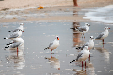 seagulls on the beach