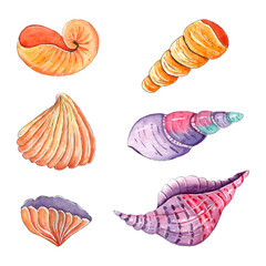 Hand painted watercolor sea shells.
