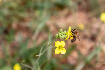 bee on flower