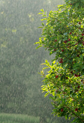 Summer Rain Backlight Against A Crab Apple Tree In Springtime