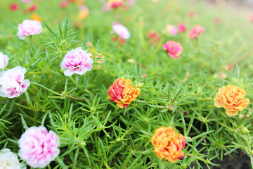 Two tone color of Grandiflora, japanese rose. Beautiful sun plant.