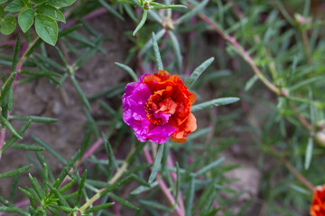 Two tone color of Grandiflora, japanese rose. Beautiful sun plant.