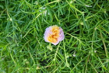 Two tone color of Grandiflora, japanese rose. Beautiful sun plant.