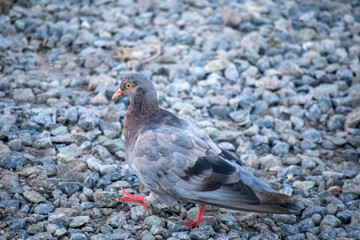 pigeon on the ground