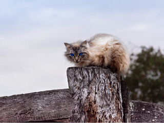 Gato de olhos azuis em cima de um toco de madeira.