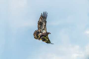 eagle in flight
