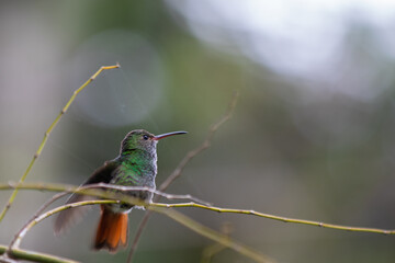 Colibrí