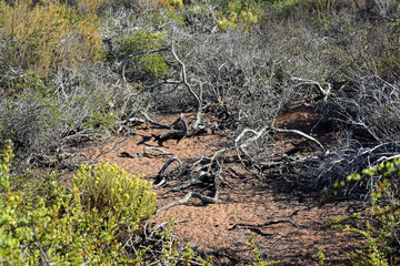 Elfin Forest in Morro Bay, CA.